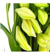 Longiflorum 1flor - LONG1