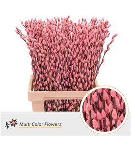 Salix snowflake rosa claro 70 - SALSNOROSCLA