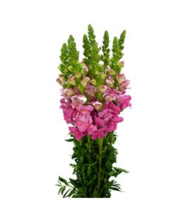 Antirrino potomac cherry rose 80 - ANTPOTCHEROS