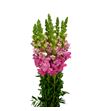 Antirrino potomac cherry rose 80 - ANTPOTCHEROS