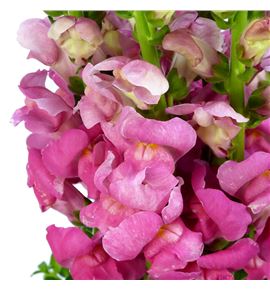 Antirrino potomac cherry rose 80 - ANTPOTCHEROS