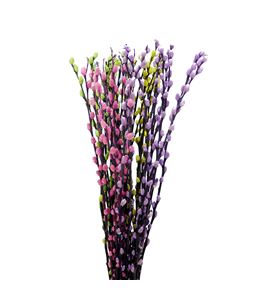 Salix snowflake pastel mix 70 - SALPASMIX
