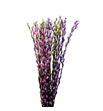 Salix snowflake pastel mix 70 - SALPASMIX