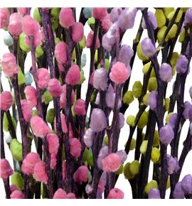 Salix snowflake pastel mix 70 - SALPASMIX