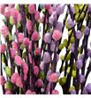 Salix snowflake pastel mix 70 - SALPASMIX1
