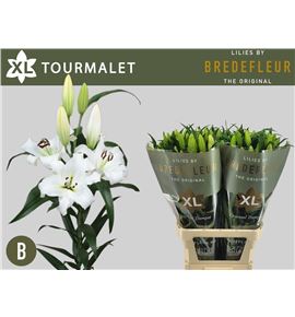 Lilium oriental hol tourmalet 95 - LOHTOUR