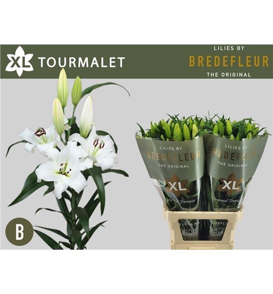 Lilium oriental hol tourmalet 95 - LOHTOUR