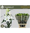 Lilium oriental hol tourmalet 95 - LOHTOUR
