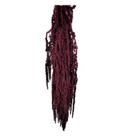 Amaranthus preservado granate - AMAPREGRA