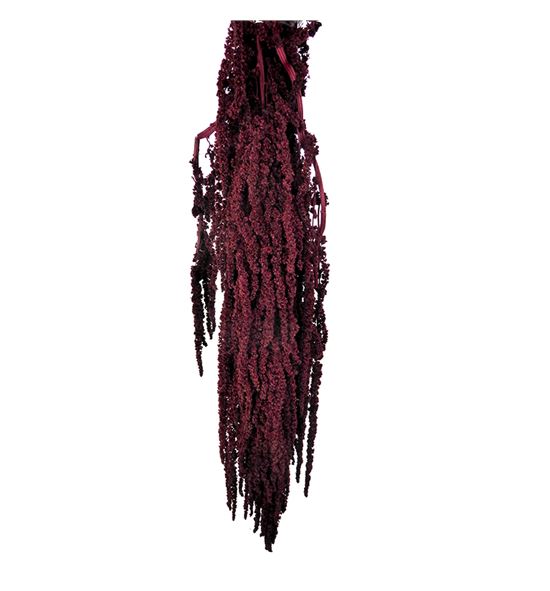 Amaranthus preservado granate - AMAPREGRA