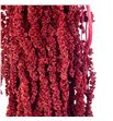 Amaranthus preservado granate - AMAPREGRA1
