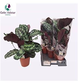 Pl. calathea diverso 65cm x5 - CALDIV51965