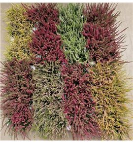 Pl. calluna mixta 5kl 17cm x12 - CALMIX51250922