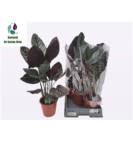 Pl. calathea sanderiana 75cm x5 - CALSAN51975