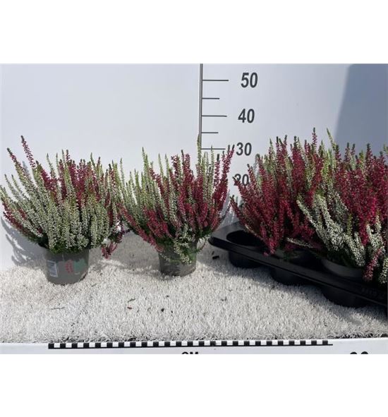 Pl. calluna beauty-ladies mixta 24cm x8 - CALBEAMIX81228