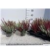 Pl. calluna beauty-ladies mixta 24cm x8 - CALBEAMIX81228