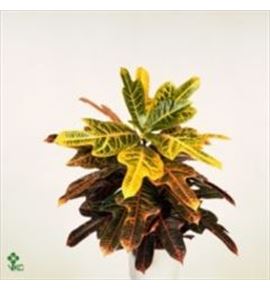 Pl. codiaeum excellent 65cm x6 - CODEXC61765