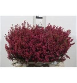 Pl. erica gracilis rojo 25cm x8 - ERIGRAROJ81125