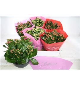 Pl. kalanchoe mixto 4kl 27cm x2 - KALMIX32327