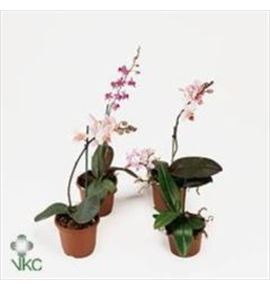 Pl. phalaenopsis mini 25cm x12 - PHAMIN12625
