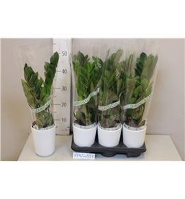 Pl. zamioculcas zamiiflolia 50cm x6 - ZAMZAM61250