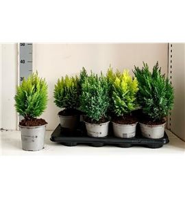 Pl. coniferen mixto 45cm x8 - CONMIC81335