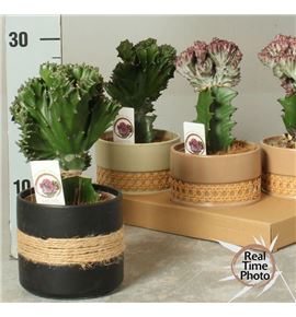 Pl. euphordia mixta 25cm x4 - EUPMIX41225
