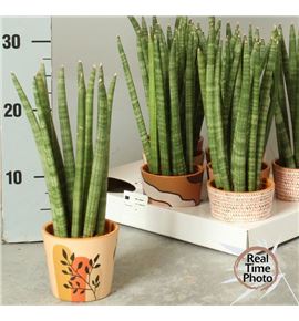 Pl. sanseveria cylindrica 30cm x8 - SANCYLDIV65083