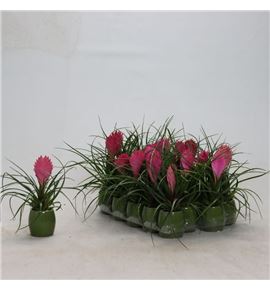 Pl. tillandsia anita 20cm x20 - TILANI20620