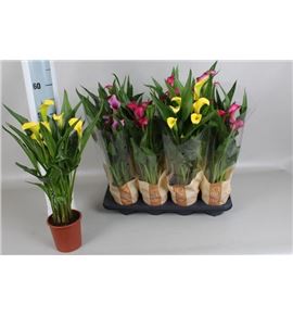 Pl. zantedeschia mixta 5kl 50cm x8 - ZANMIX581350