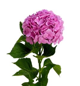Hydr bodensee rosa 90 - HYDBODROS