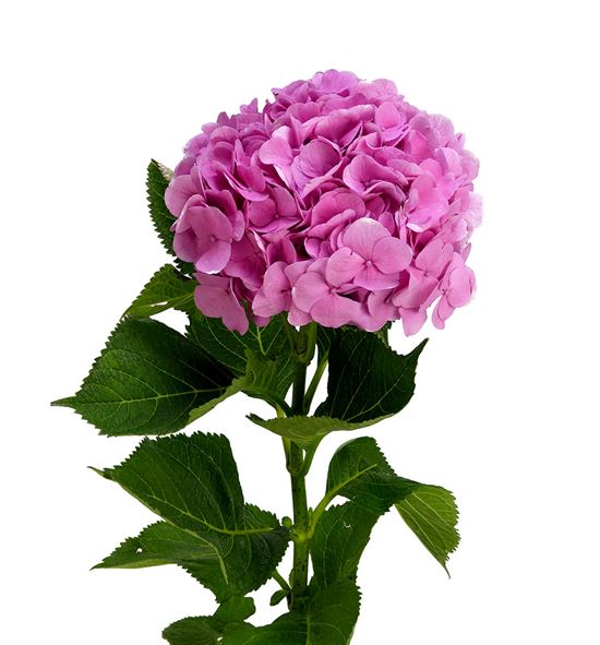 Hydr bodensee rosa 90 - HYDBODROS
