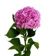 Hydr bodensee rosa 90 - HYDBODROS