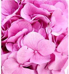 Hydr bodensee rosa 90 - HYDBODROS