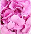 Hydr bodensee rosa 90 - HYDBODROS1