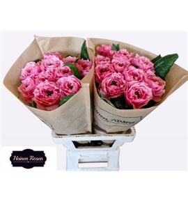 Rosa hol regents park 60 - RGRREGPAR