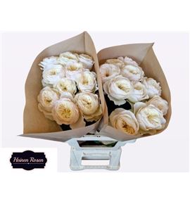 Rosa hol stanley park 60 - RGRSTAPAR