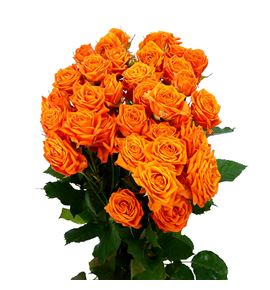 Rs ramificada orange queen 70 - RTRORAQUE