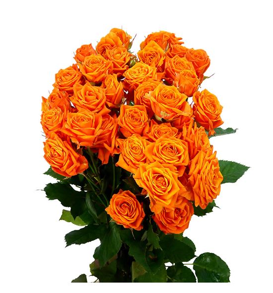Rs ramificada orange queen 70 - RTRORAQUE
