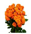 Rs ramificada orange queen 70 - RTRORAQUE