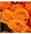 Rs ramificada orange queen 70 - RTRORAQUE1