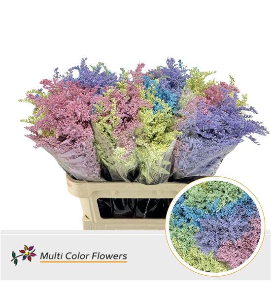 Solidago teñido pastel mix 70 - SOLTENMIXPAS