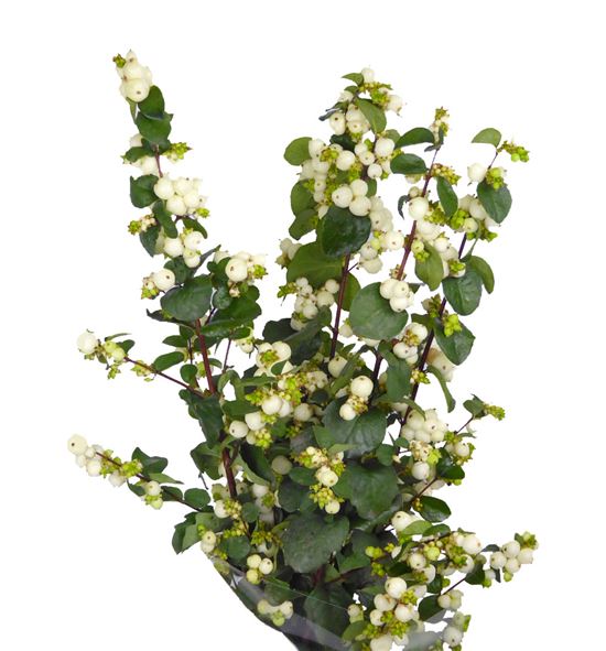 Sympho mag white dream 85 - SYMMAGWHI