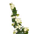 Sympho mag white dream 85 - SYMMAGWHI2