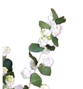 Sympho pink magical automn 80 - SYMPINMAGAUT