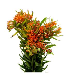 Asclepia red wijna 50 - ASCREDBEA