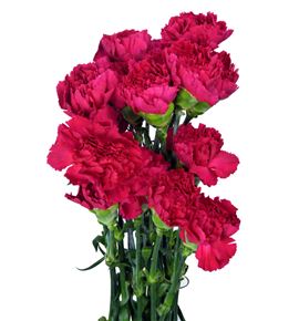 Clavel fancy fucsia x25 - CLACOLFUC