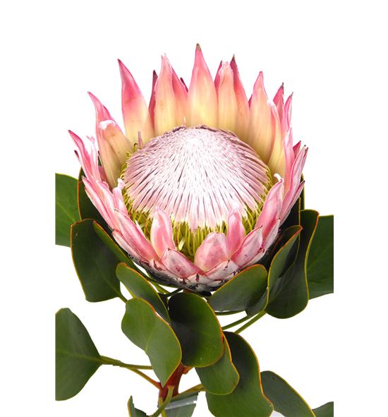 Protea cynaroides 70 - PROCYN (2)