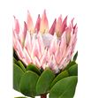 Protea cynaroides 70 - PROCYN2 (2)