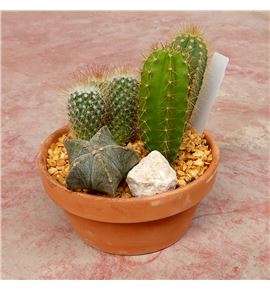 Pl. composicion cactus 18cm x3 - COMCAC18173